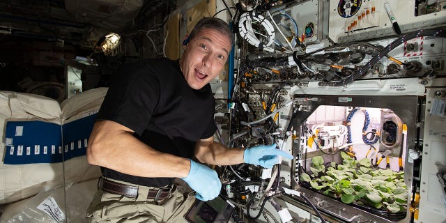 Michael Hopkins welcomes in the new year by preparing to harvest radishes for Plant Habitat-02 on December 27, 2020. Radishes are one of several options being investigated as potential food sources to sustain future long-duration missions. The Crew-1 astronauts were also involved in Food Physiology experiments evaluating an enhanced spaceflight diet on their immune systems and gut microbiomes.