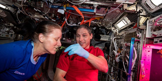 NASA astronauts Shannon Walker and Michael Hopkins collect leaf samples from plants growing inside the European Columbus laboratory on January 28, 2021. Space agriculture is key to the success and sustainability of future human missions to the Moon, Mars and beyond.