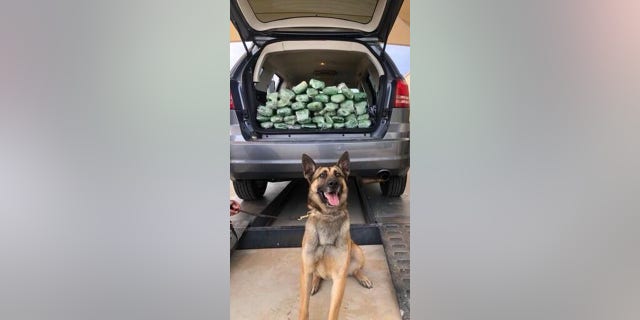 The nose always knows! A Border Patrol K-9 detection team found 67lbs of meth inside of a vehicle at an immigration checkpoint on Saturday morning.