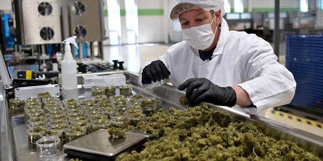 Jim Castetter, Chief Sales Officer of Empire Standard, a hemp extract processing and distribution plant, weighs hemp flowers on a scale on April 13, 2021 in Binghamton, New York.