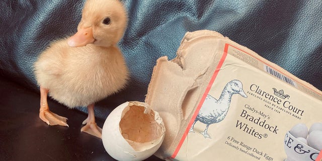 Adele Phillips bought a package of free-range duck eggs back in March.