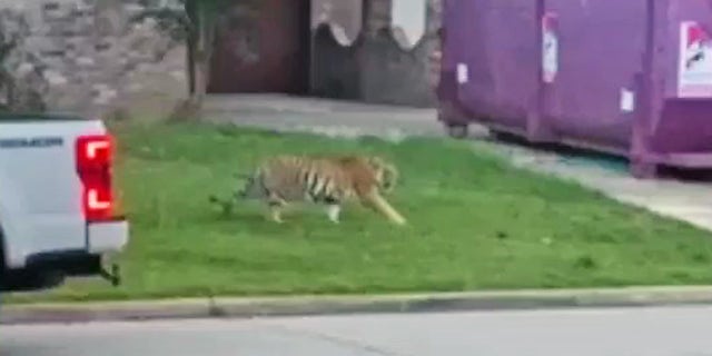 The tiger, a 9-month-old male named India, was seen roaming a Houston neighborhood this week. 