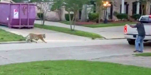 An off-duty sheriff's deputy was filmed pointing a gun at the animal to protect the neighborhood.