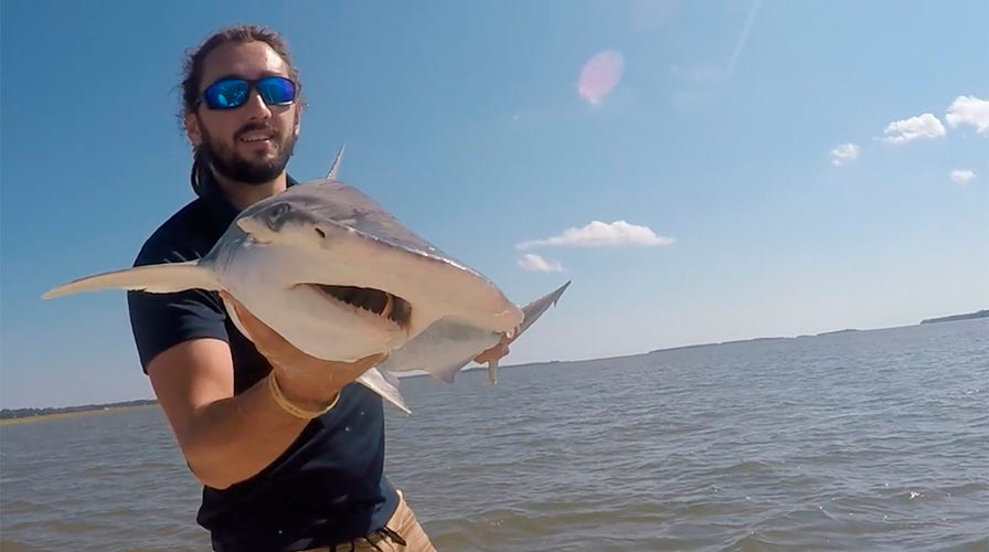 Shark swimming in tank headed down Baltimore highway