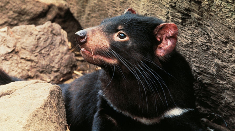 Injured animals being rescued and rehabilitated around the clock in Australia