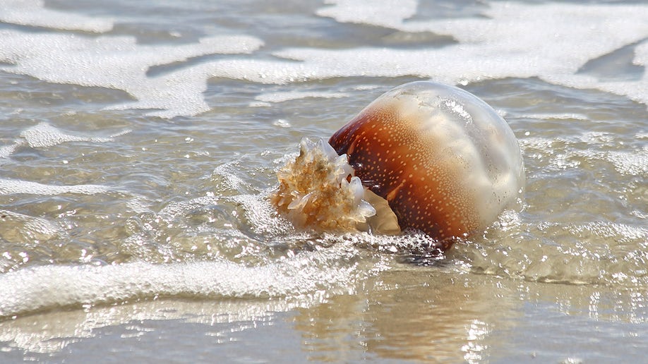 Cannonball jellyfish 