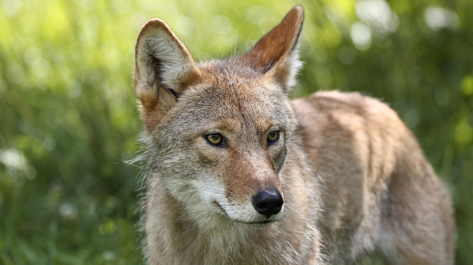 3 coyote attacks reported in Phoenix; 4-year-old among victims bitten