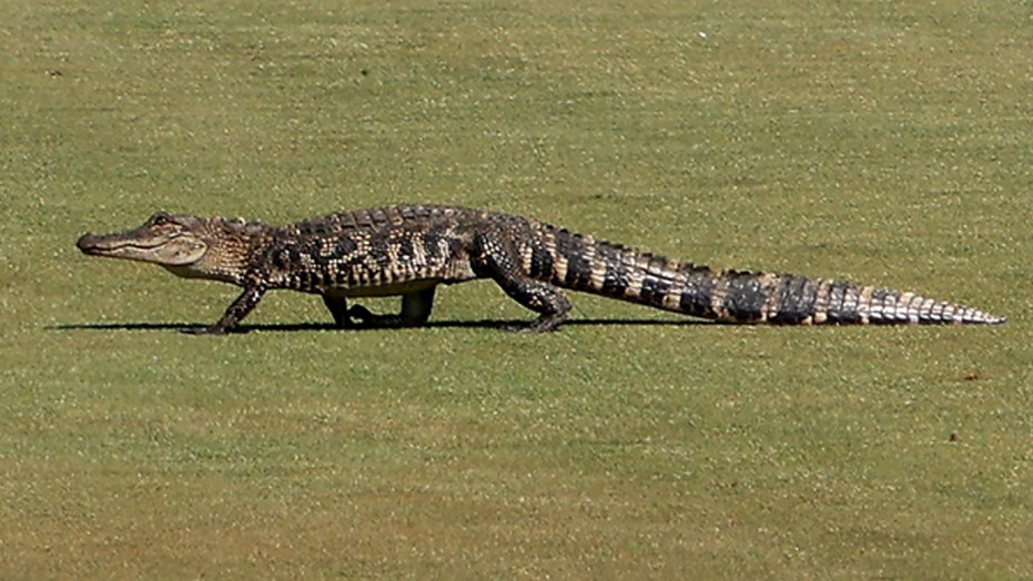 relæ Diagnose Skorpe PGA Championship sees brief delay after baby alligator appears on the  course | Fox News