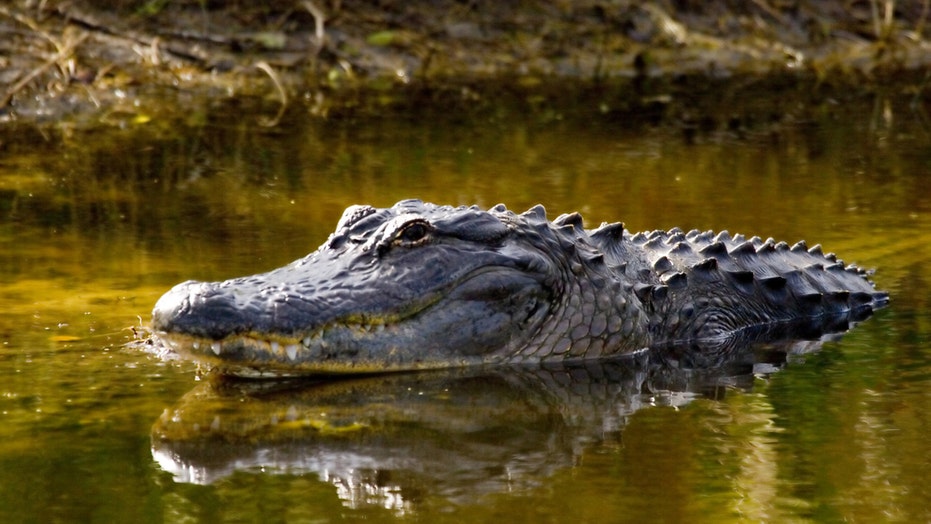 Florida man rescues puppy from alligator’s jaws: ‘He was in a death roll’