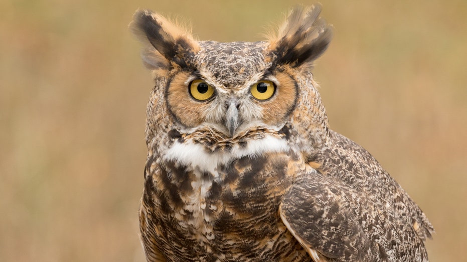 Great horned owl travels hundreds of miles trapped in truck’s grille