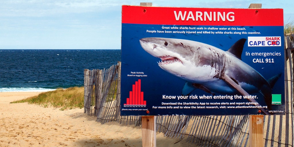 Dozens of shark sightings reported in Cape Cod waters this week - Vimarsana News