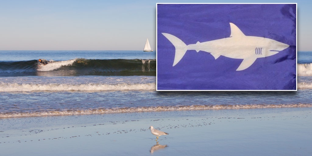 Maine beaches to hoist shark warning flags commonly used in Massachusetts - Vimarsana News
