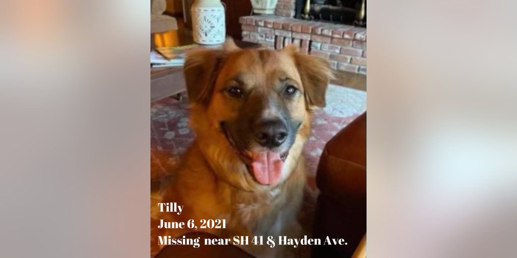 Idaho dog lost after car accident was found at a sheep
farm