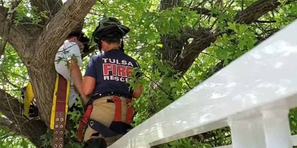 cat in a tree rescue