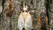 Don't eat cicadas if you're allergic to shrimp, shellfish, FDA warns