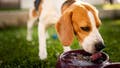 Beagle dog drinking water to cool off in shade on grass hiding from summer sun . Summer background. Tired of summer heat. (iStock)