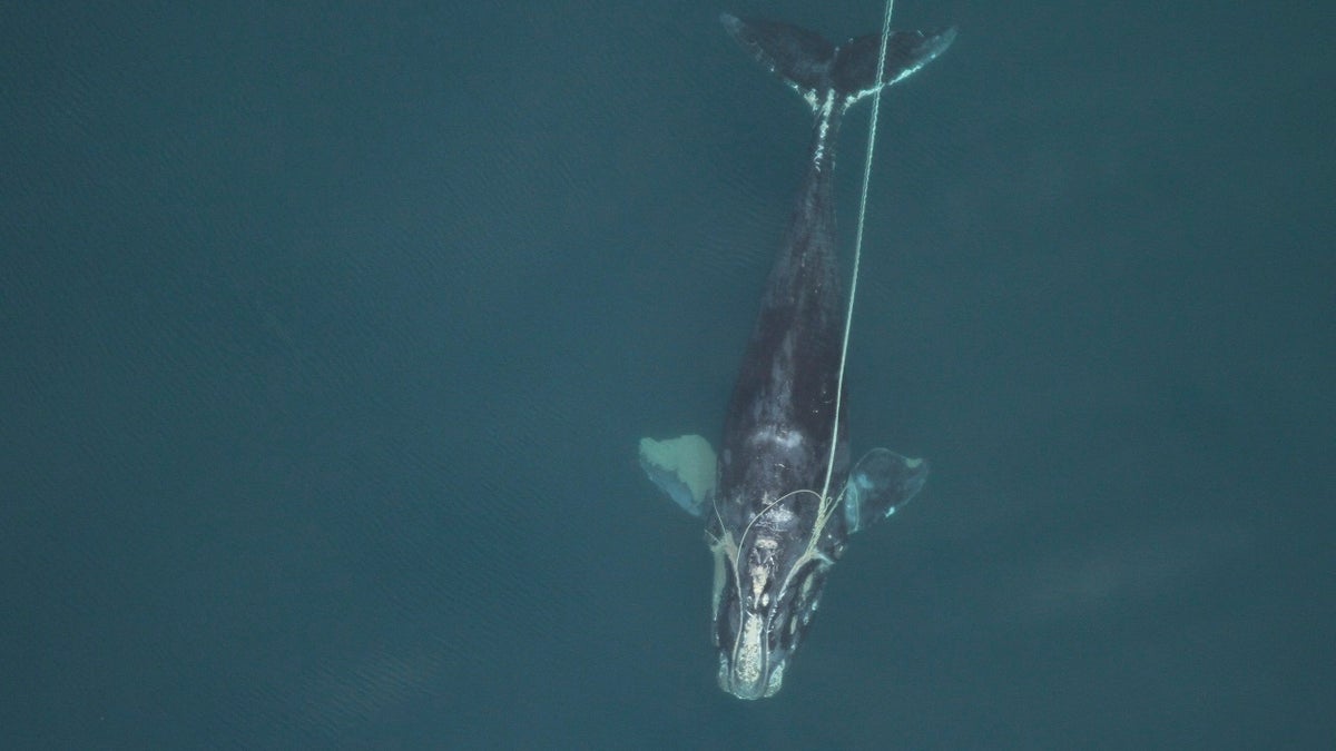 In this Dec. 30, 2010 photo provided by the Florida Fish and Wildlife Conservation Commission, a female North Atlantic right whale Catalog #3911 is entangled in fishing gear. By February 2011, she was dead. (Florida Fish and Wildlife Conservation Commission, NOAA Permit #594-1759 via AP)