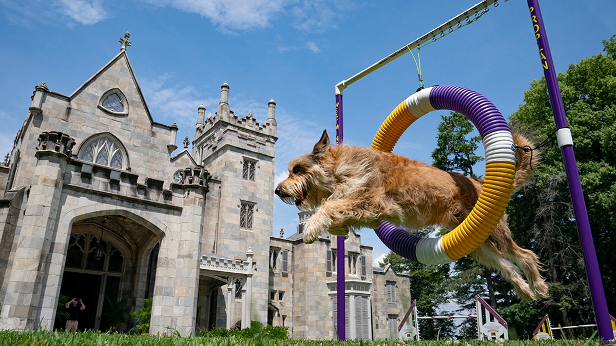 Chet, a berger picard, performs a jump in an agility obstacle at the Lyndhurst Estate. (AP Photo/John Minchillo)