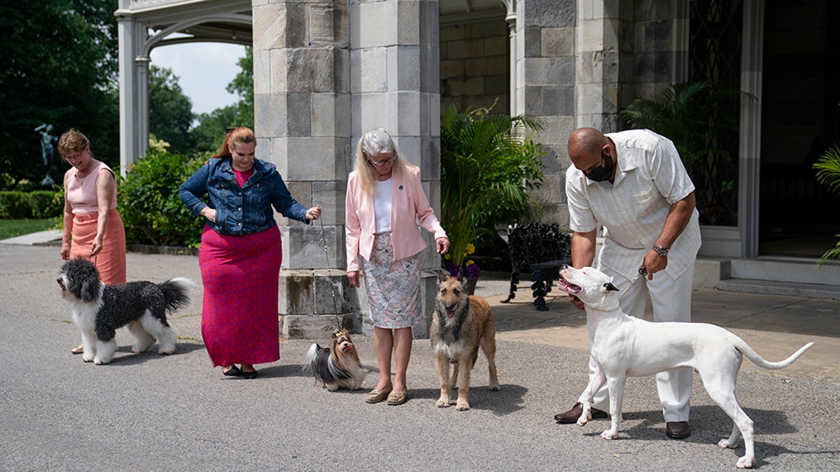 From left, a barbet, biewer Terrier, Belgian laekenois and dogo Argentino are pictured on Tuesday. The four breeds are eligible to participate in the Westminster Kennel Club dog show for the first time this year. (AP Photo/John Minchillo)