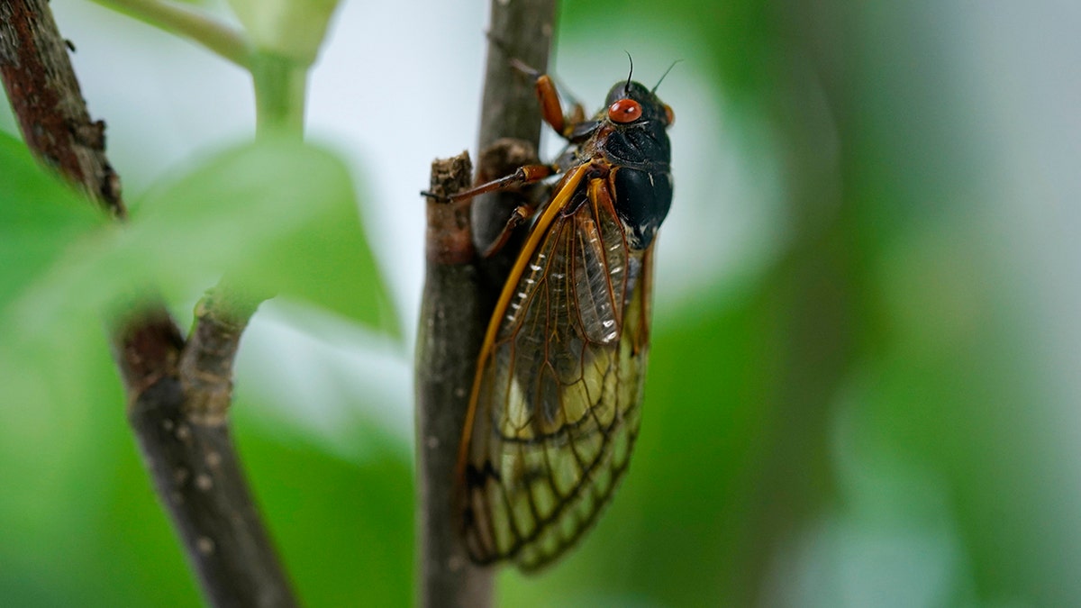An adult cicada is seen, in Washington, Thursday, May 6, 2021. Credit: AP Photo/Carolyn Kaster