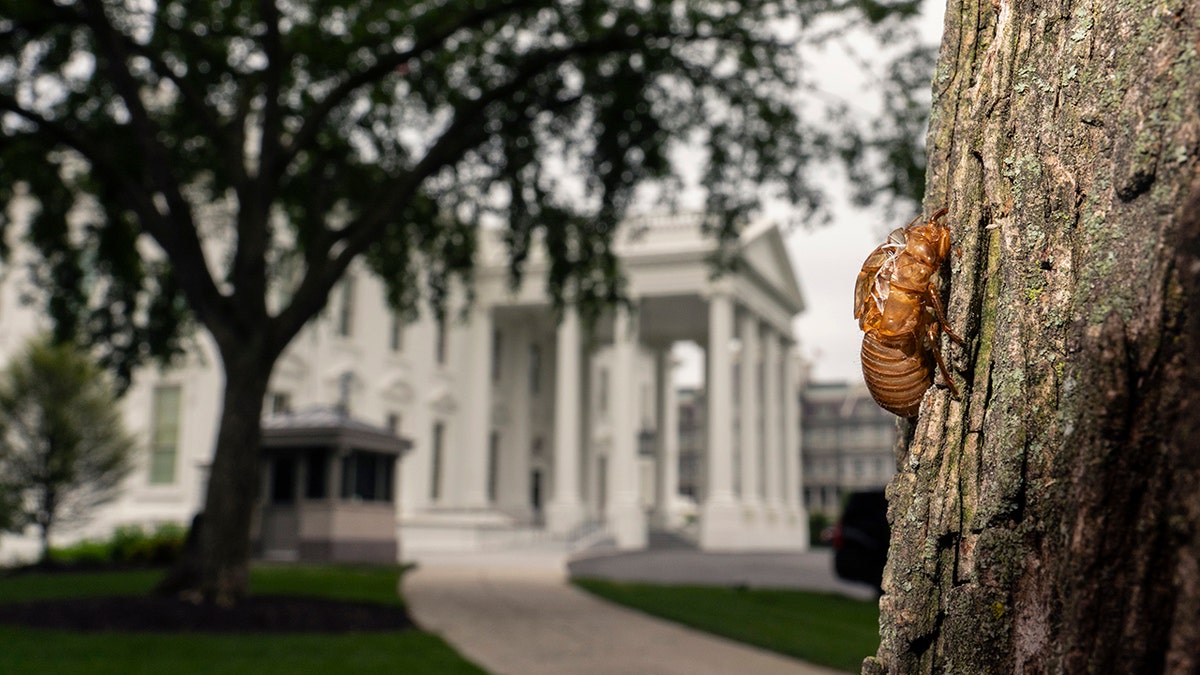 A shell of a Brood X cicada is seen on a tree on the North Lawn of the White House in Washington, Tuesday, May 25, 2021. Reporters traveling to the United Kingdom ahead of President Joe Biden’s first overseas trip were delayed seven hours after their chartered plane was overrun by cicadas. The Washington, D.C., area is among the many parts of the country confronting the swarm of Brood X, a large emergence of the loud 17-year insects that take to dive-bombing onto moving vehicles and unsuspecting passersby. Weather and crew rest issues also contributed to the flight delay. (AP Photo/Carolyn Kaster)