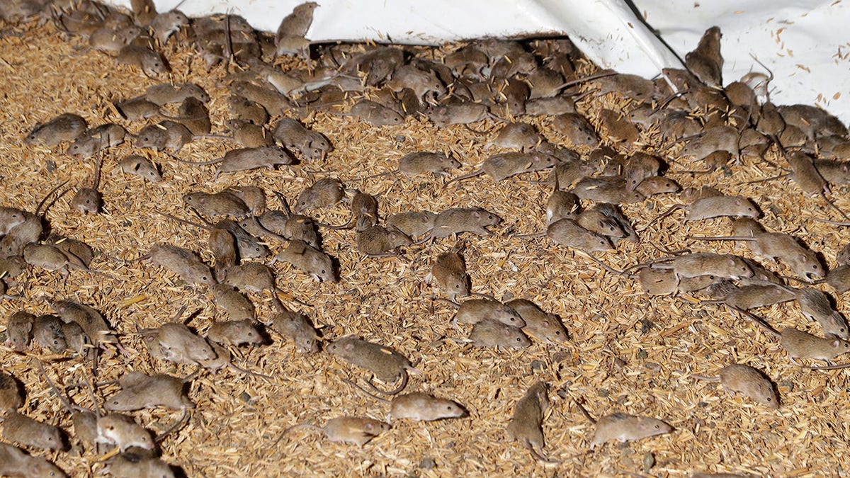 FILE - In this May 19, 2021, file photo, mice scurry around stored grain on a farm near Tottenham, Australia. A mouse plague that has ravaged vast swathes of eastern Australia has forced the evacuation of a prison while authorities repair gnawed electrical wiring and clear dead and decaying mice from wall cavities and ceilings, Corrective Services Commissioner Peter Severin said on Tuesday, June 22, 2021. (AP Photo/Rick Rycroft, File)