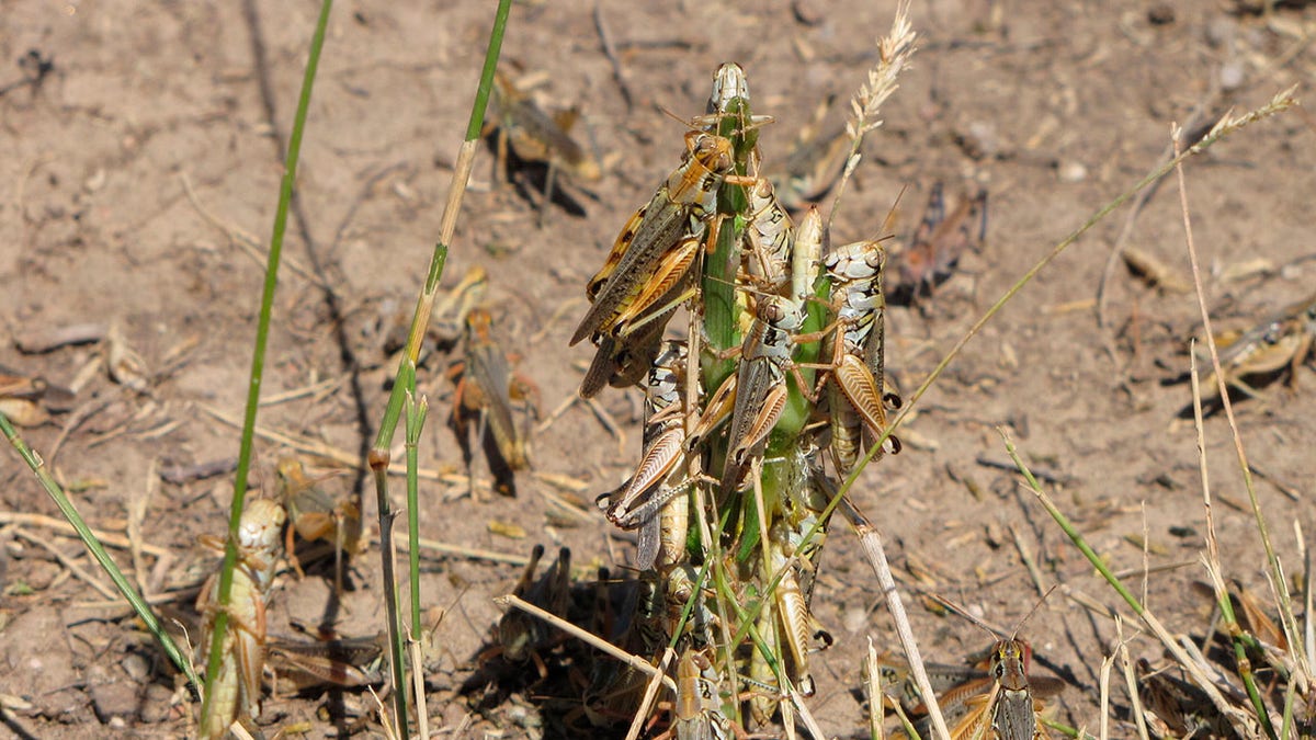 In this photo provided by the U.S. Department of Agriculture's Animal and Plant Health Inspection Service, grasshoppers are seen eating a plant in this undated handout photo from the U.S. Department of Agriculture. Federal agriculture officials are launching what could be the largest grasshopper-killing campaign since the 1980s amid an outbreak of the drought-loving insects that cattle ranchers fear will strip bare public and private rangelands. Credit: U.S. Department of Agriculture's Animal and Plant Health Inspection Service via AP
