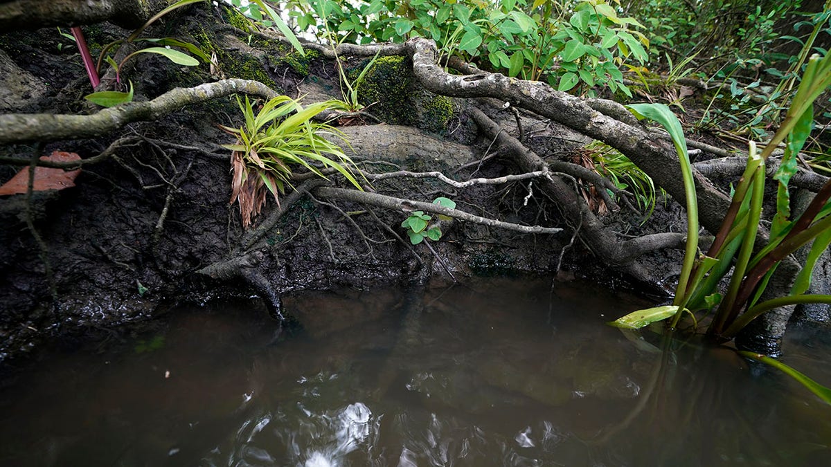 Tree roots are exposed along Hog Bayou, part of the Wax Lake Delta system, in St. Mary Parish, La., Saturday, May 1, 2021. NASA is using high-tech airborne systems along with boats and mud-slogging work on islands for a $15 million study of these two parts of Louisiana's river delta system. (AP Photo/Gerald Herbert)