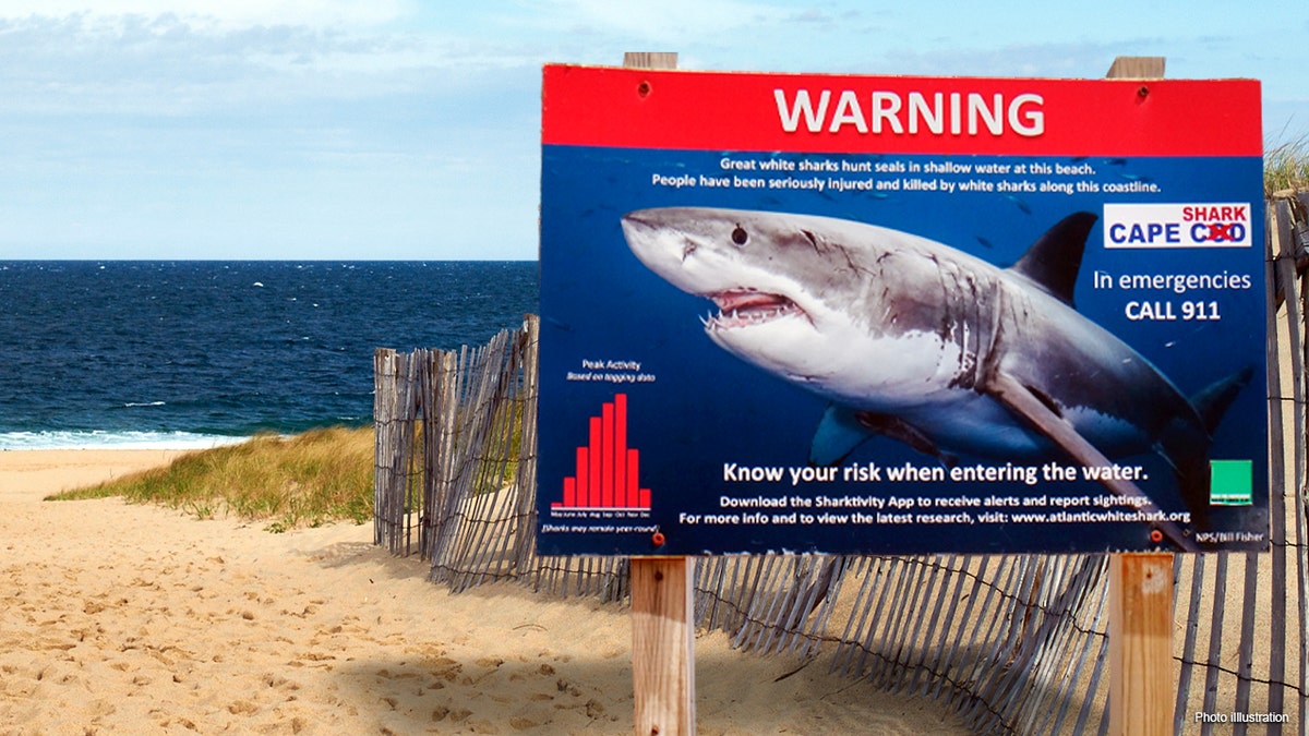 Shark warning issued for Cape Cod