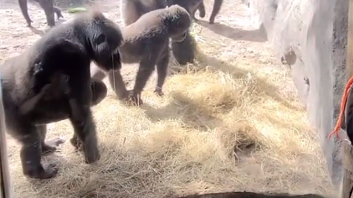 Gorillas find snake in Disney World's Animal Kingdom exhibit in viral video  | Fox News