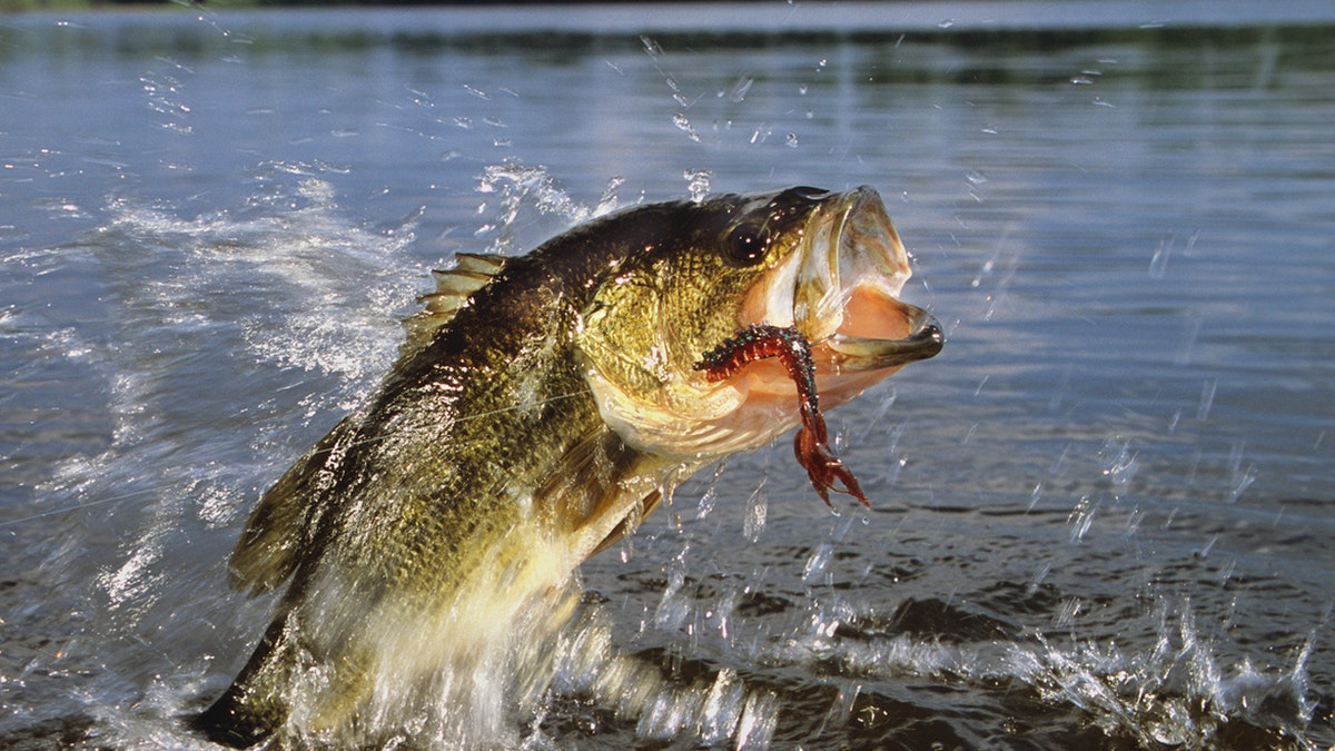 largemouth bass jumping out of water