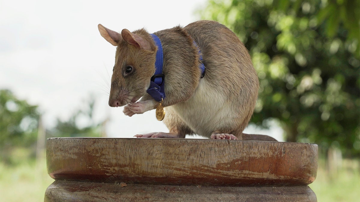 This undated file photo provided by the People's Dispensary for Sick Animals (PDSA) shows Cambodian landmine detection rat, Magawa, wearing his PDSA Gold Medal, the animal equivalent of the George Cross, in Siem, Cambodia.