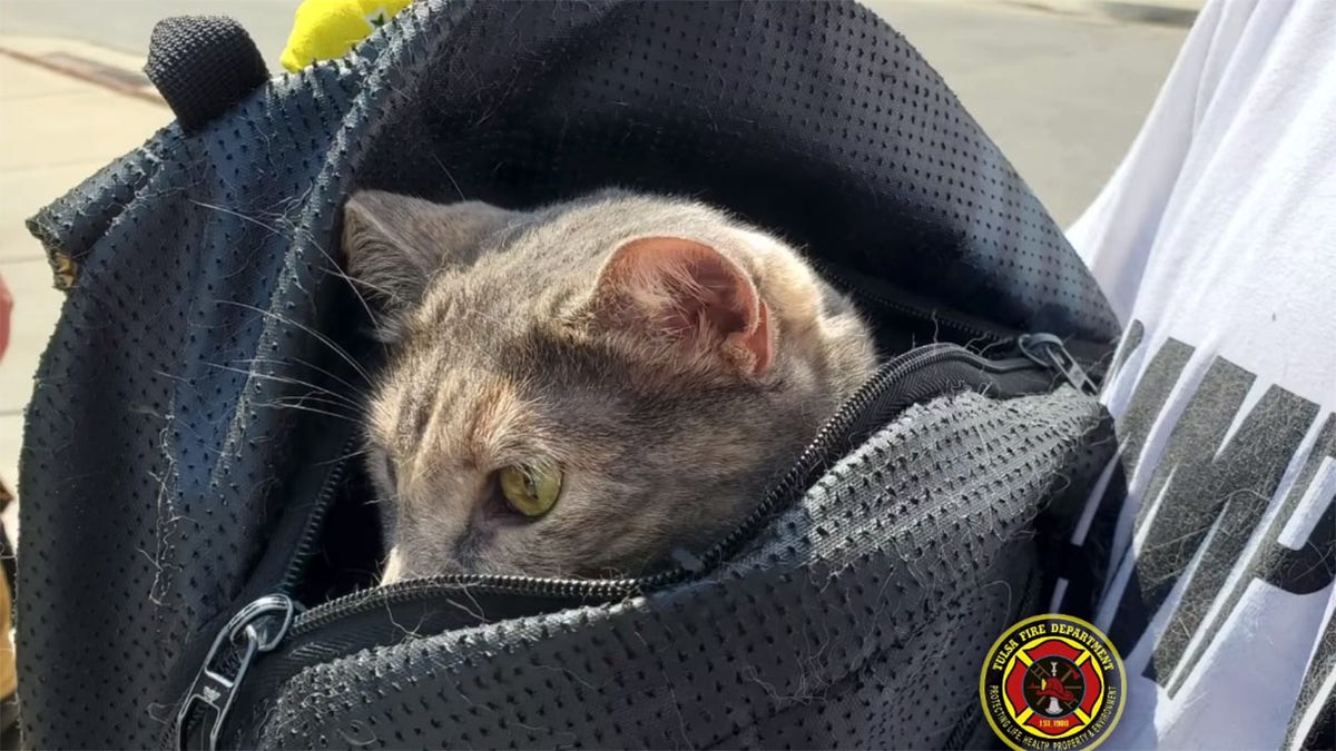Tulsa cat rescue