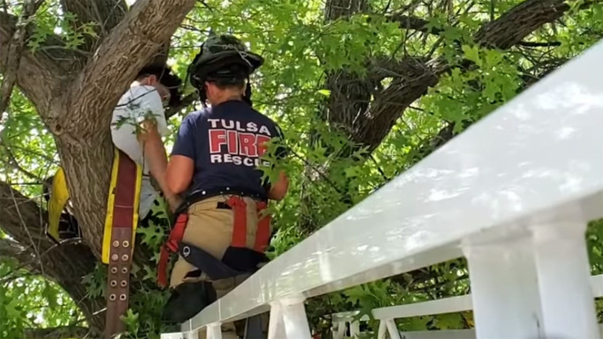 Tulsa cat tree rescue