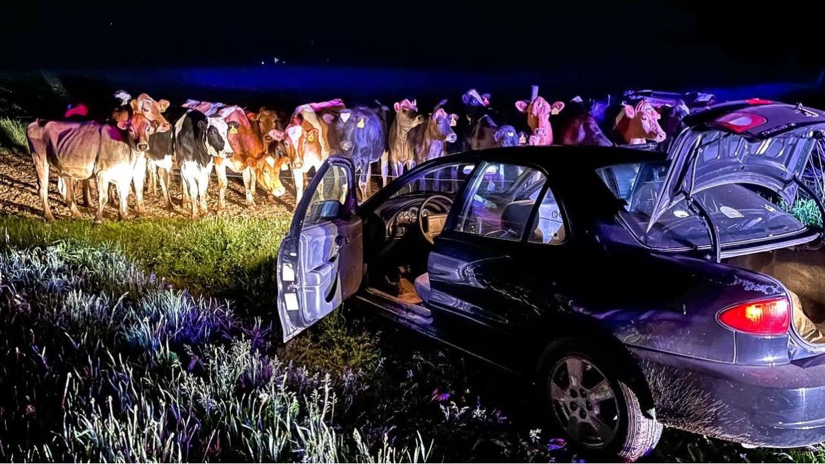 A group of brave bovines are being applauded for helping police catch a motorist over a registration violation in rural Wisconsin.