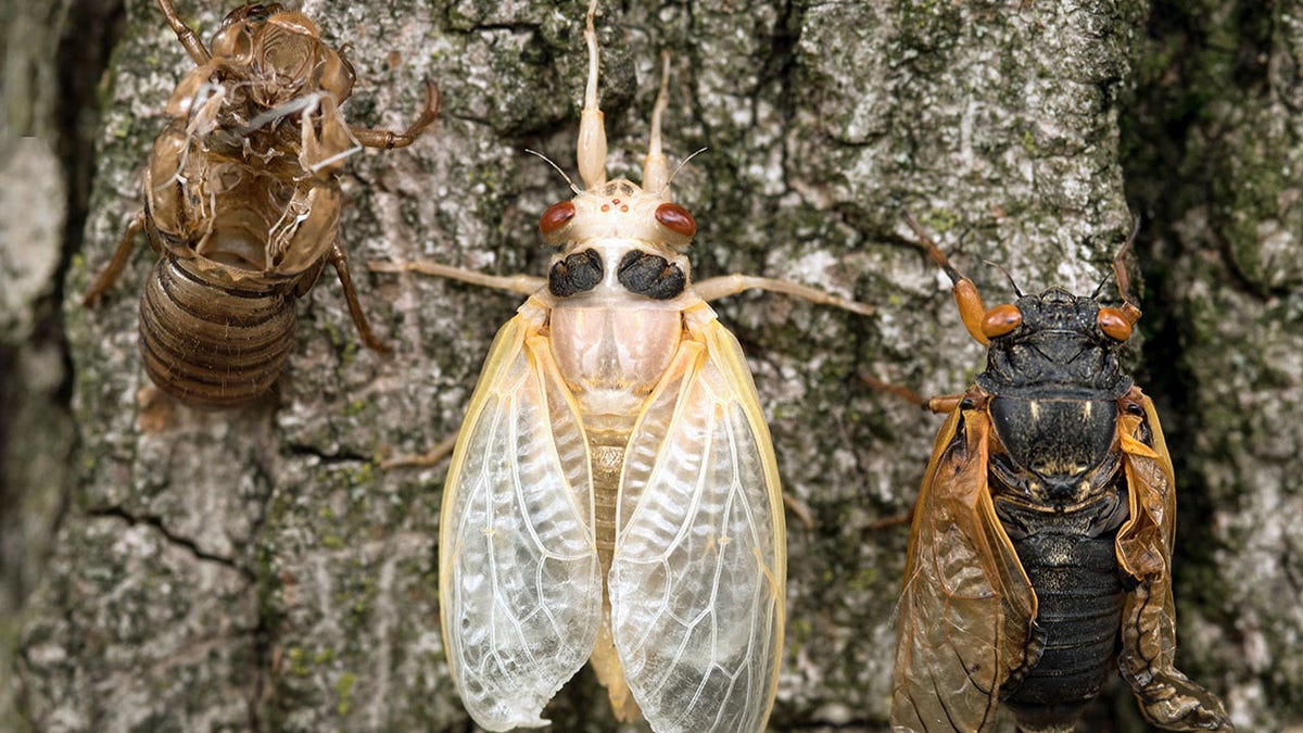 White Cicada nymph surrounded by empty skin on left and mature adult cicada with drying wings on right.