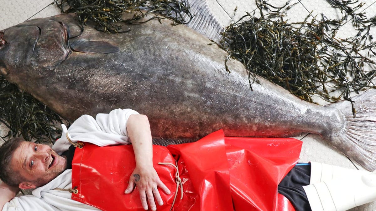Man-sized halibut