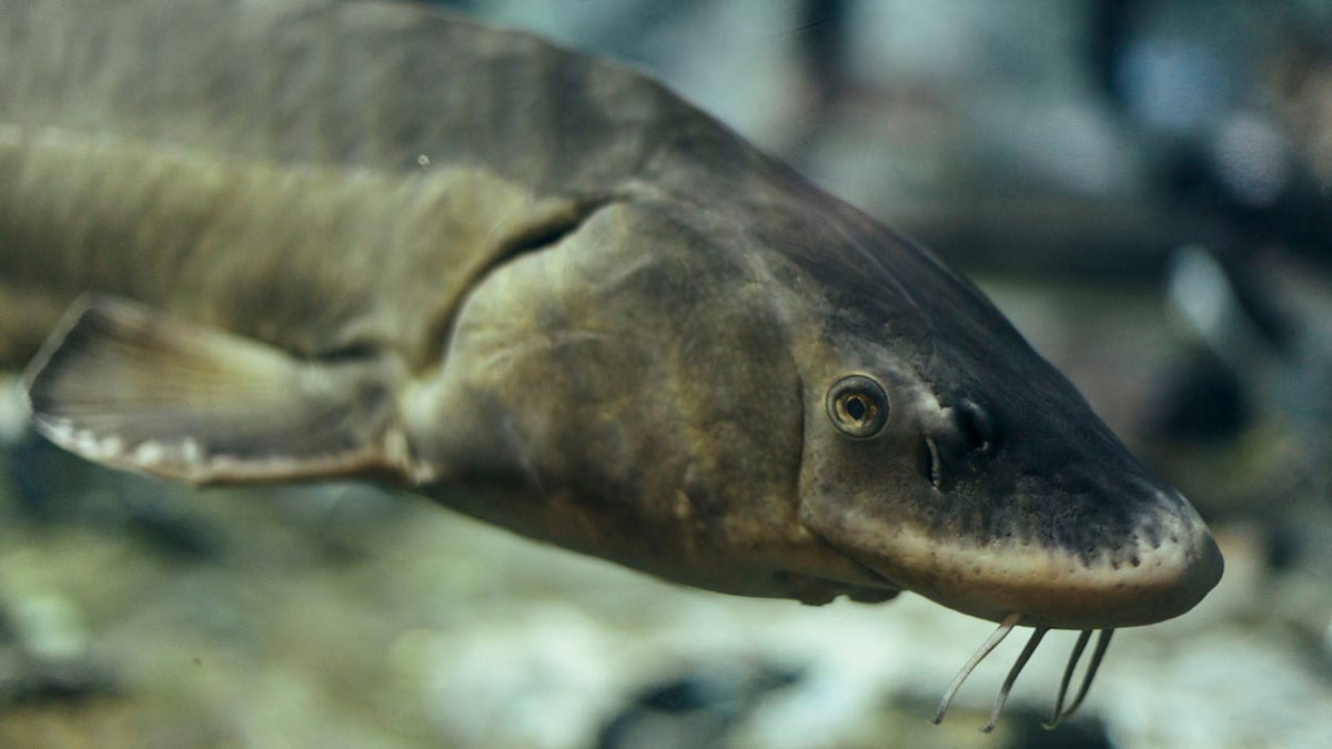 Sturgeon portrait, Side View of Sturgeon Fish, Freshwater Fishes in Aquarium