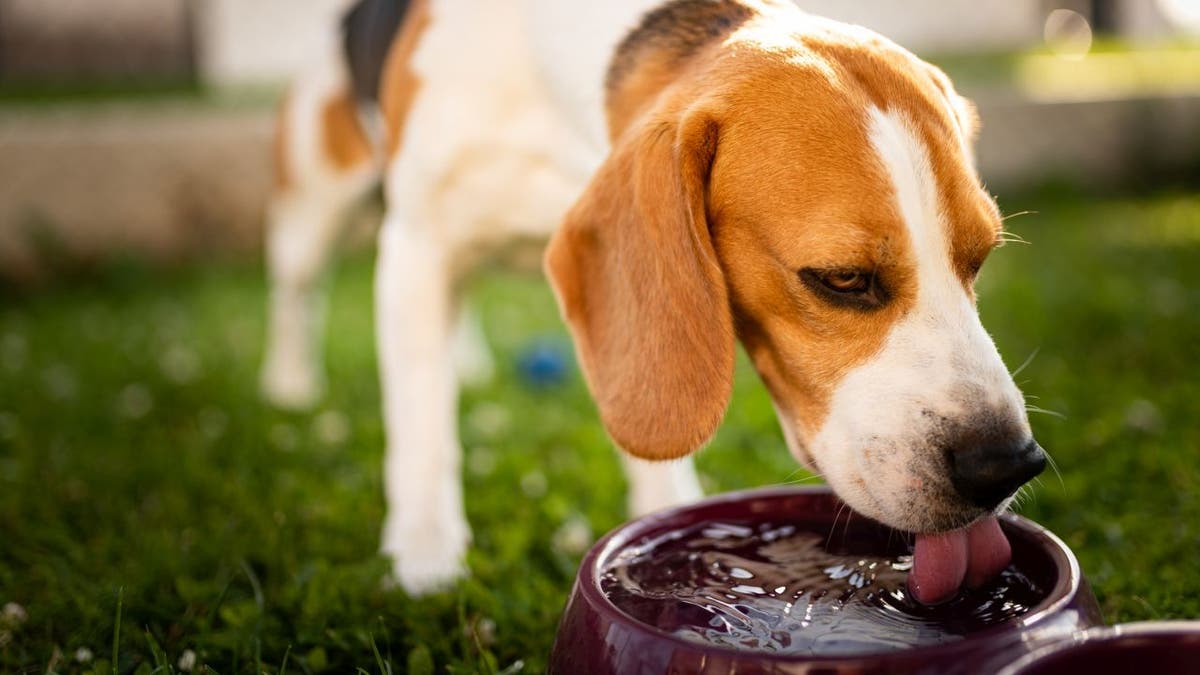 Beagle dog drinking water to cool off in shade on grass hiding from summer sun. (iStock)