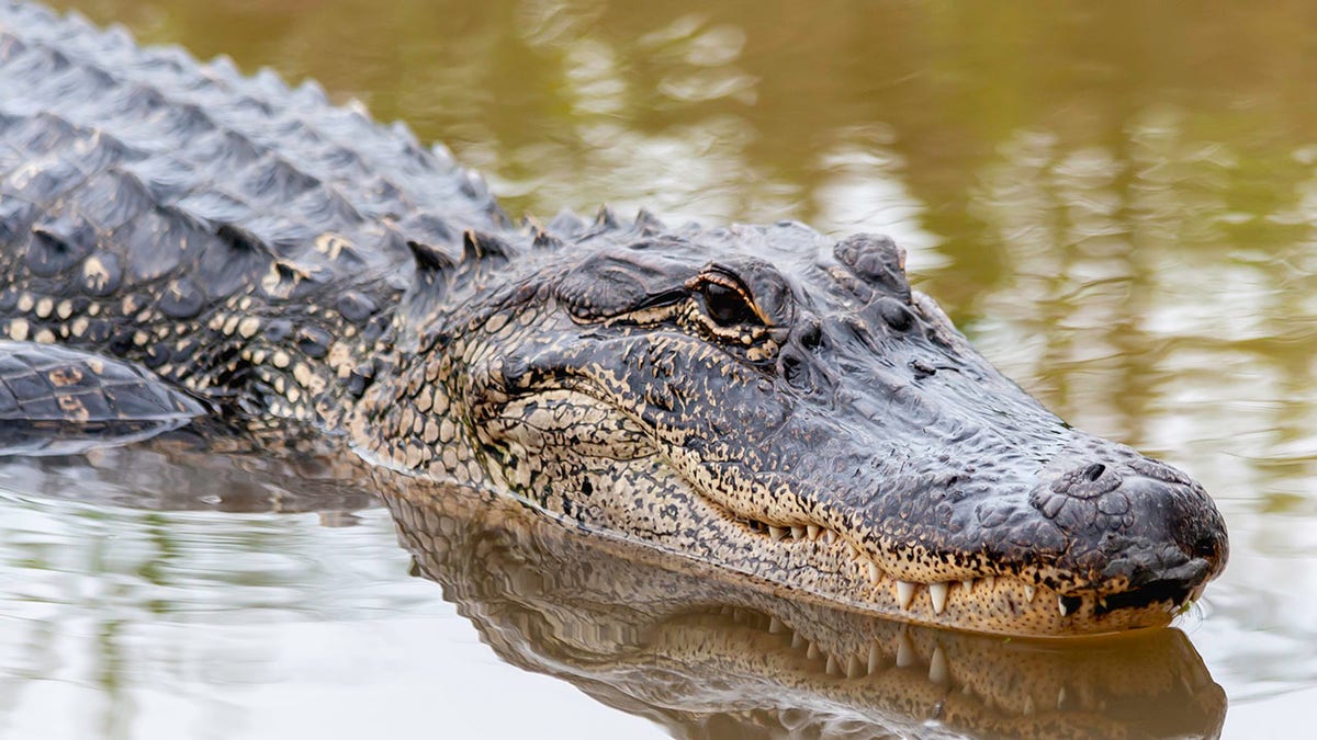 American Alligator swimming in the spring swamp