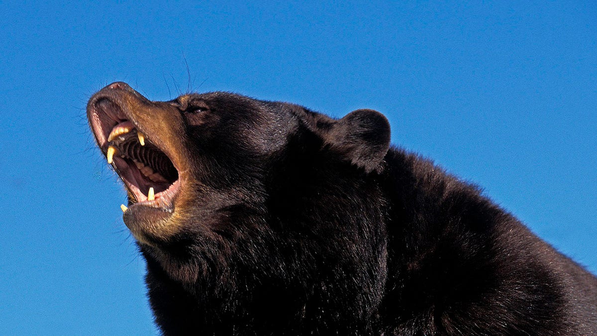 American Black Bear, ursus americanus, Adult with Open Mouth, in Defensive Posture, Canada