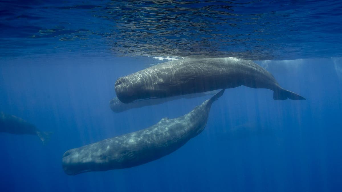 Sperm whales produce a rare and coveted substance known as ambergris, which is used by some fragrance manufacturers for scent stabilization. (iStock)