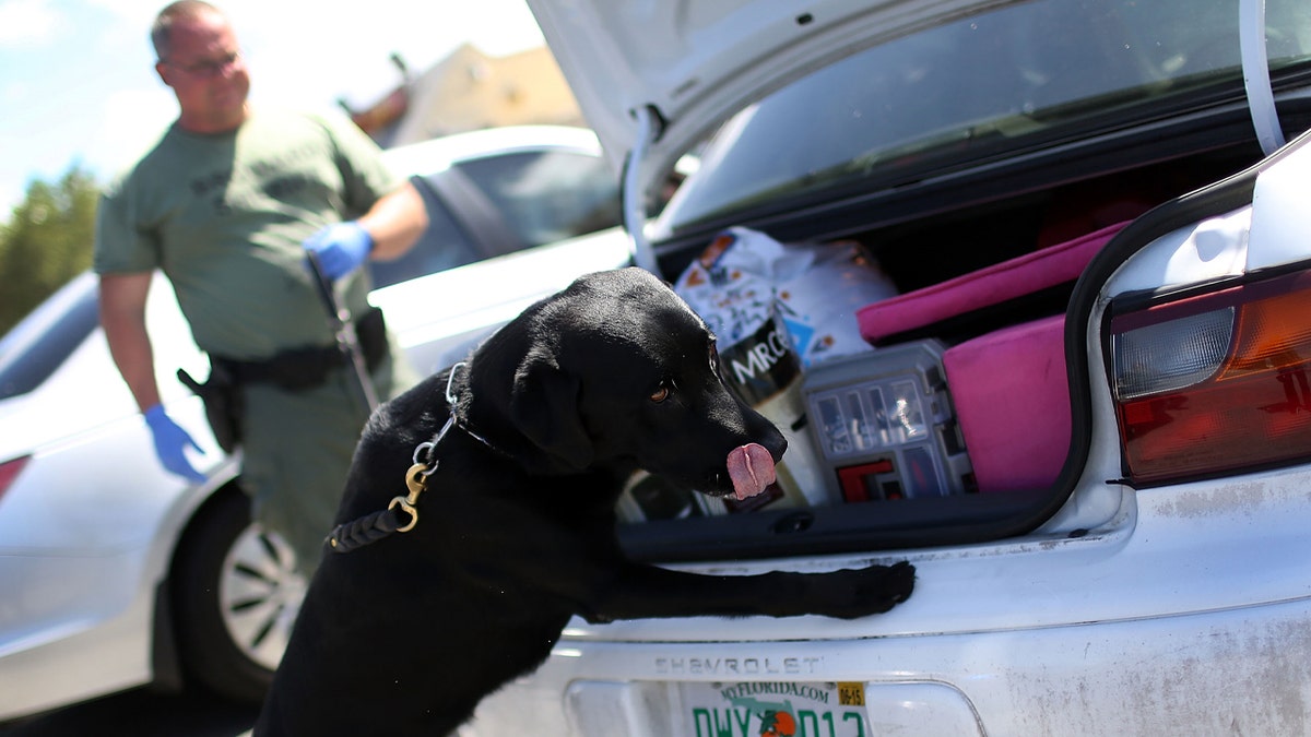 A deputy with the Broward Sheriff's Office runs his K-9 dog, Hoover, over a stolen car for any signs of drugs on June 17, 2015 in Deerfield Beach, Florida.