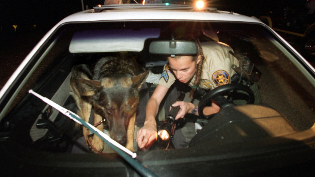 A senior deputy sheriff and K9 'Blitz', check a car for hidden drugs at Santa Susana park in this undated photo. (Photo by Spencer Weiner/Los Angeles Times via Getty Images)