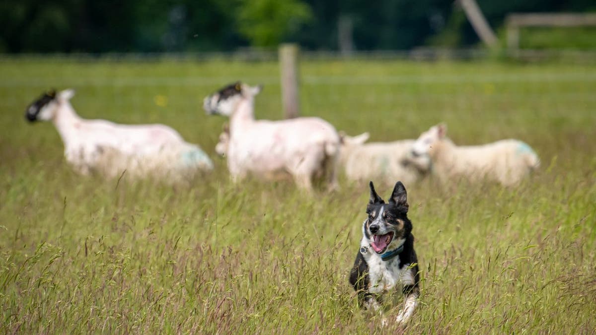 Peggy, a deaf border collie has reportedly learned how to herd sheep with nonverbal cues in Norwich, England. The senior dog learned these skills after losing her hearing as an adult . (Credit: SWNS)