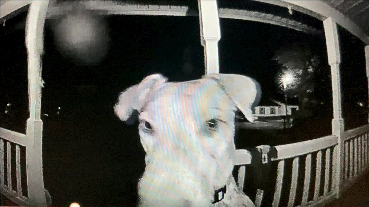 dog rings doorbell