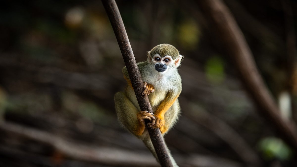 12 Louisiana zoo squirrel monkeys stolen in break-in