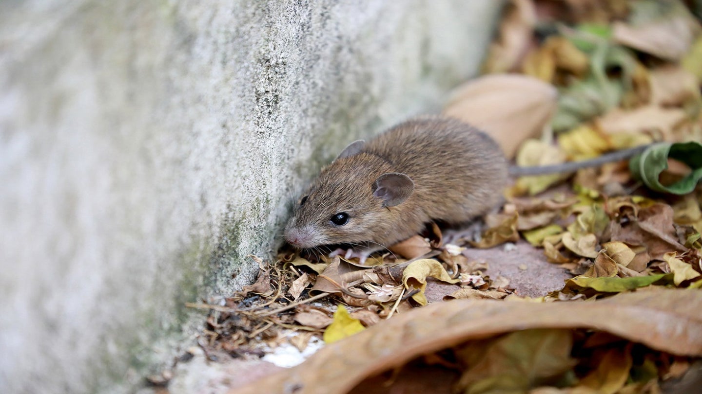 rodent istock