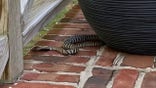 The zebra cobra is spotted on a porch in Raleigh, N.C. Credit: Raleigh Police Department