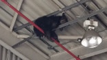 A bear managed  to somehow get stuck in the ceiling of a western Virginia manufacturing plant on June 4,